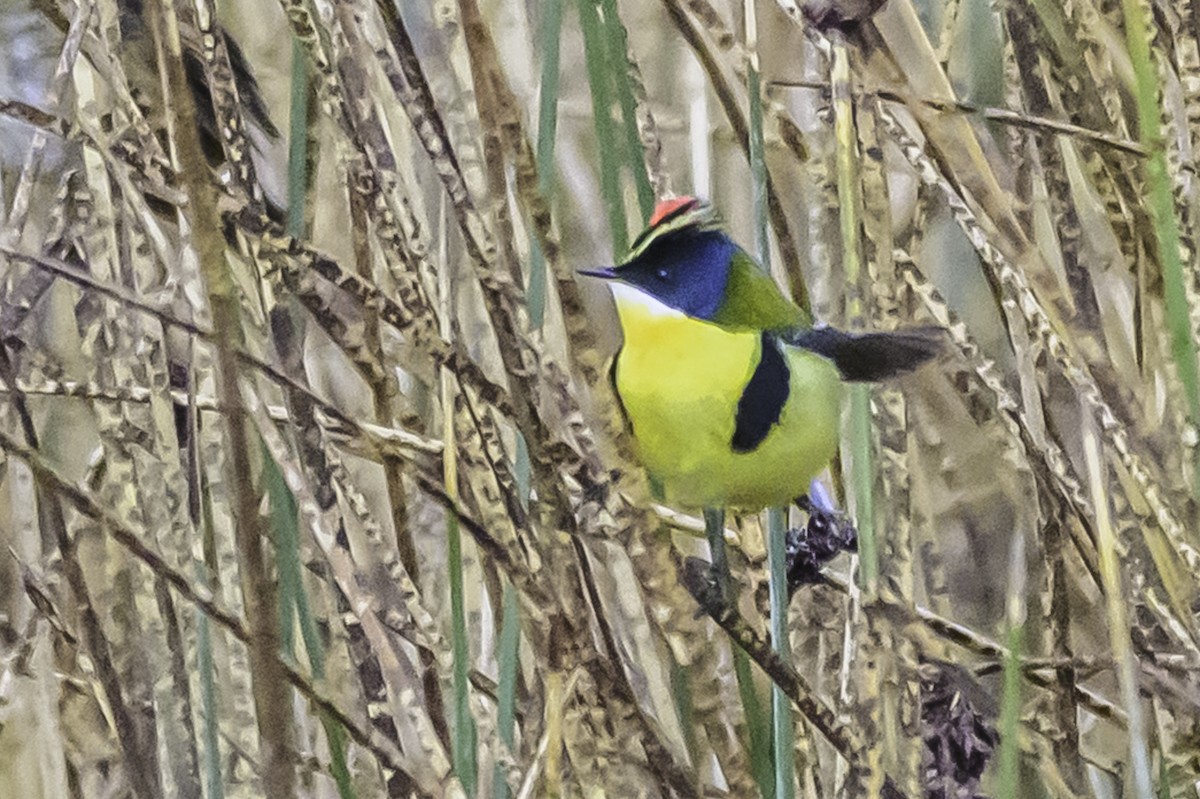 Many-colored Rush Tyrant - ML644099868