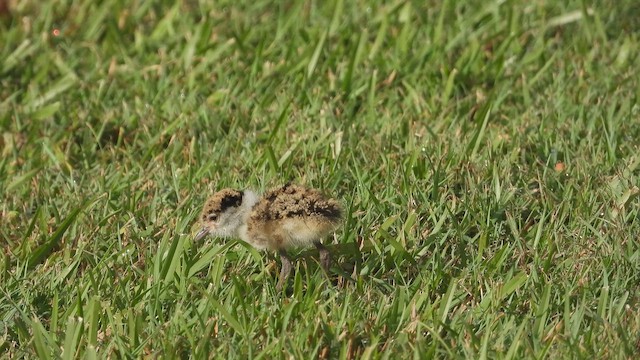 Солдатский чибис - ML644099873