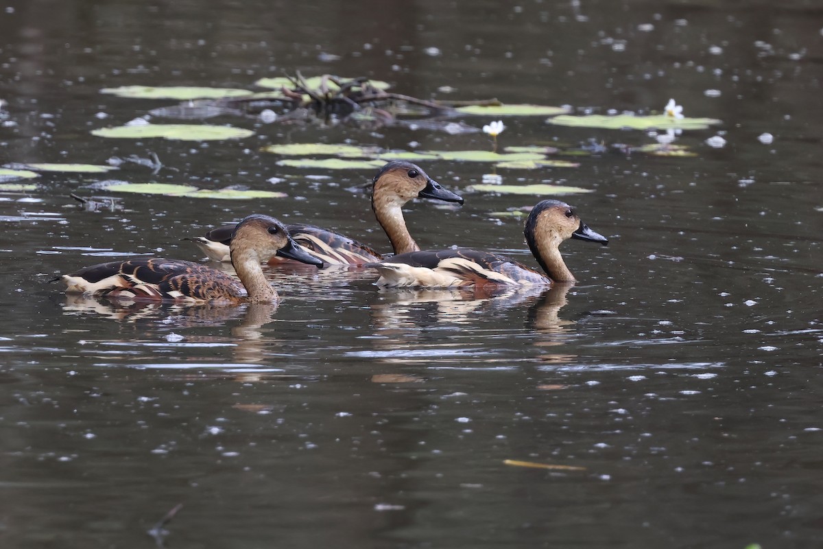 Dendrocygne à lunules - ML644099881