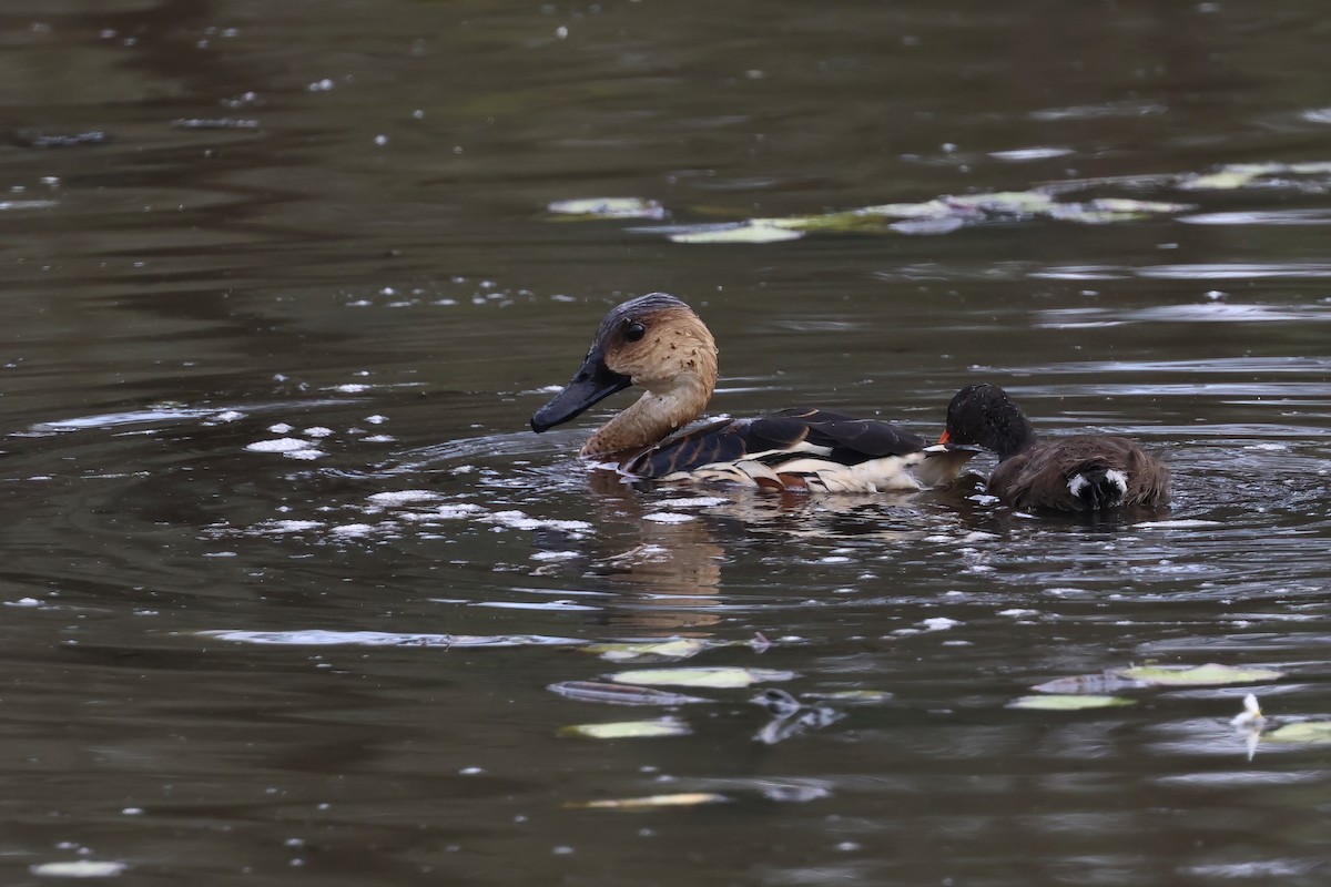 Dendrocygne à lunules - ML644099882