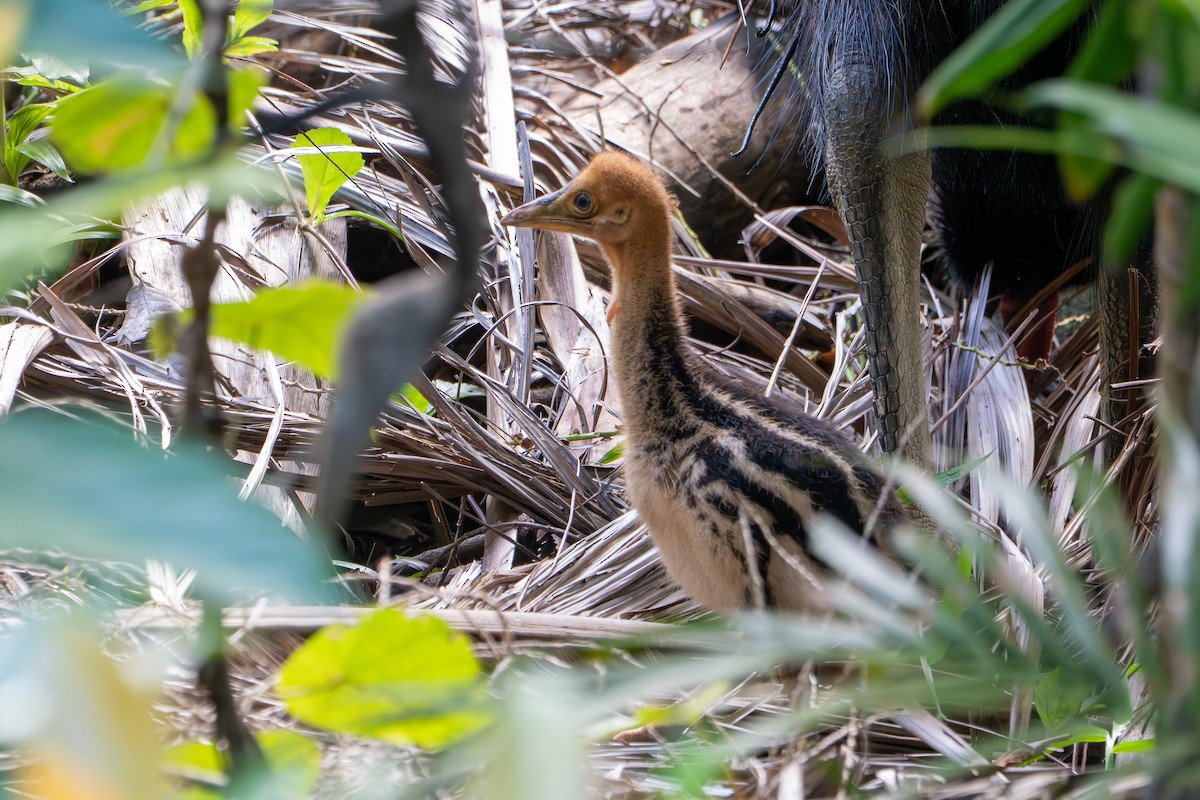 Southern Cassowary - ML644099889