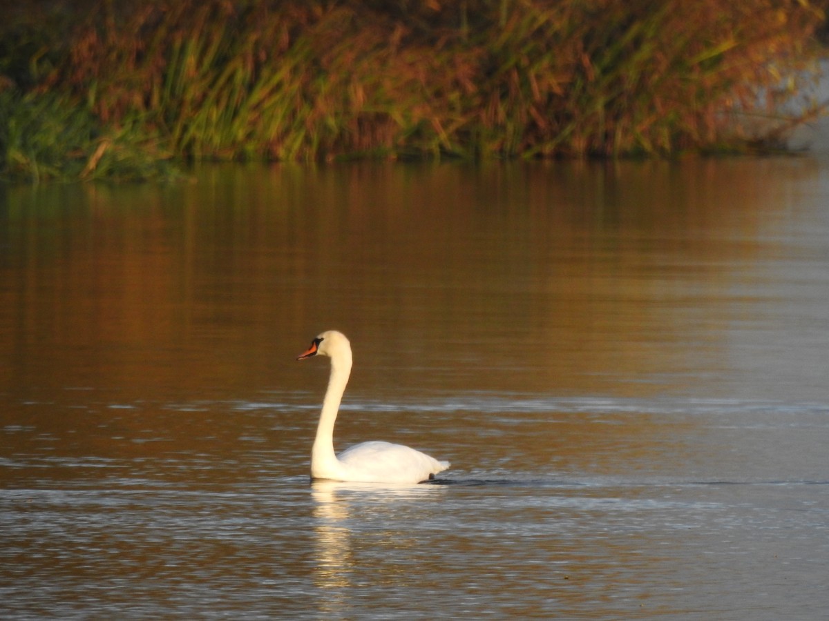 Mute Swan - ML644099891