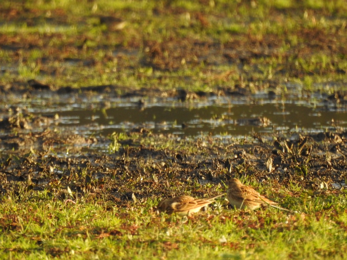 Eurasian Skylark - ML644099905