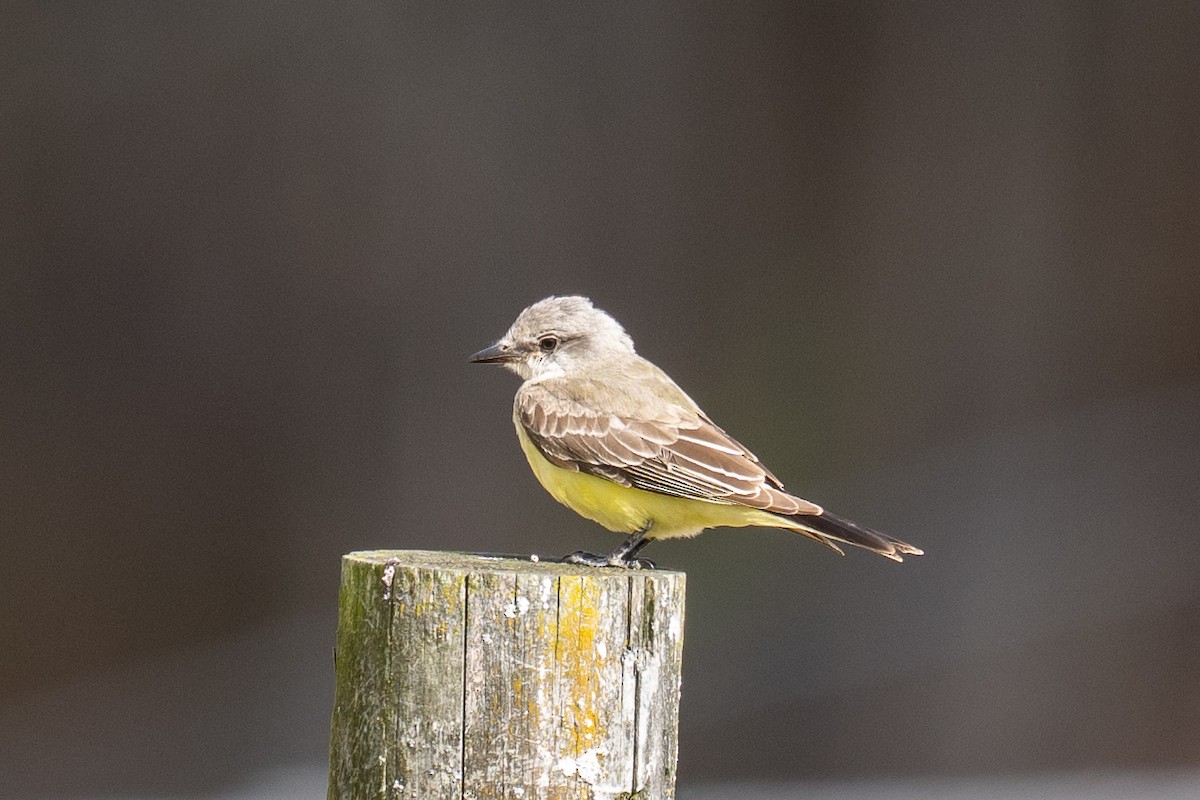 Western Kingbird - ML644099906