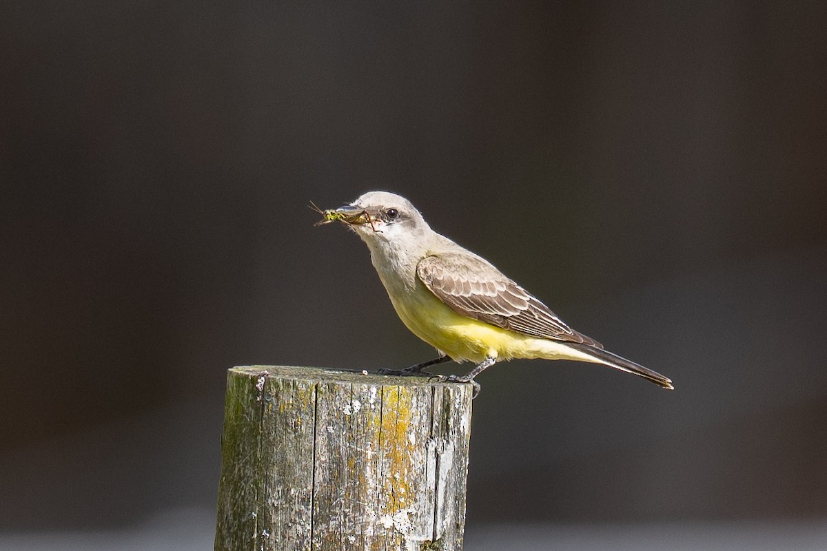 Western Kingbird - ML644099917