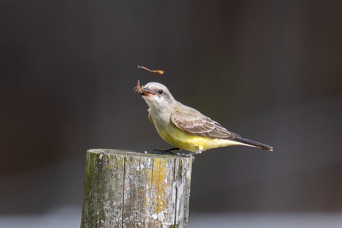 Western Kingbird - ML644099920