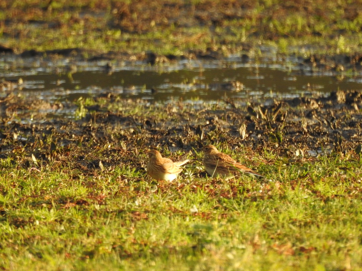 Eurasian Skylark - ML644099922