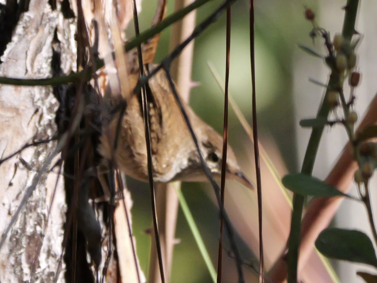 Northern House Wren - ML644099933