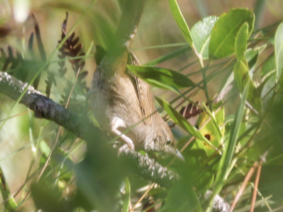Northern House Wren - ML644099934