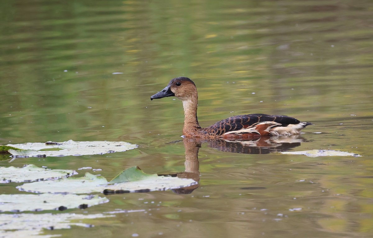 Dendrocygne à lunules - ML644099945