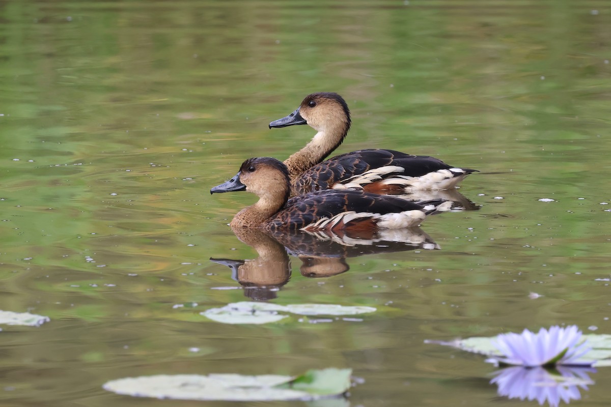 Dendrocygne à lunules - ML644099948
