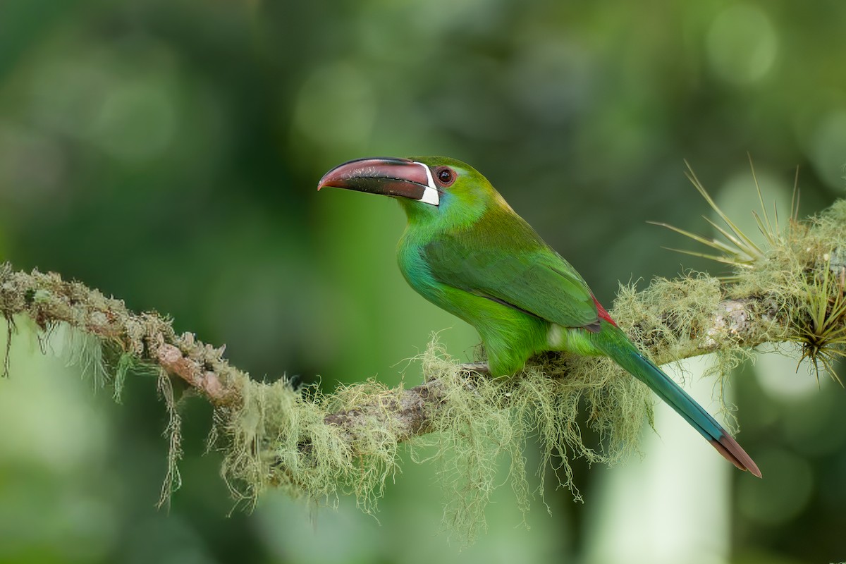 Краснопоясничный туканет - ML644099999