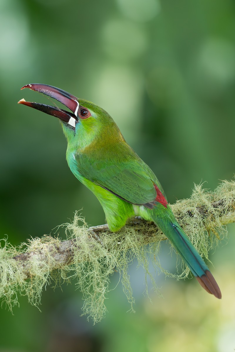 Краснопоясничный туканет - ML644100000