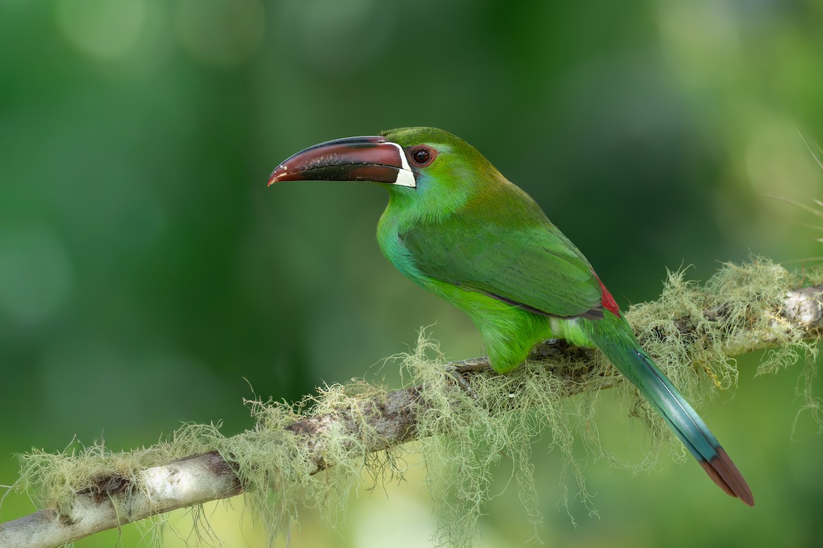 Краснопоясничный туканет - ML644100001