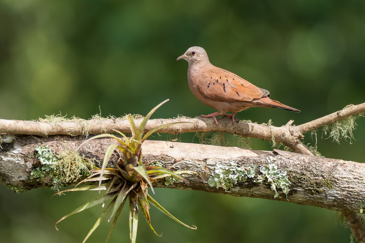 Коричневая земляная горлица - ML644100018