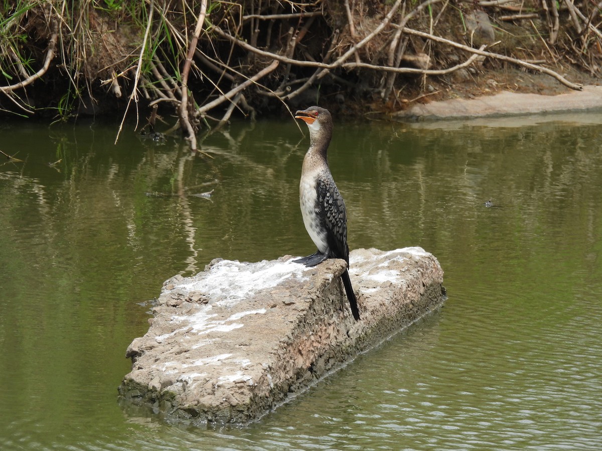 kormorán dlouhoocasý - ML644100027