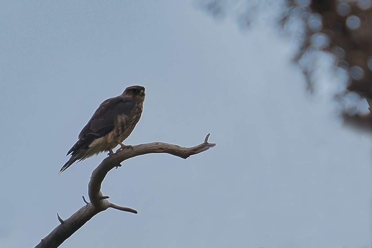 灰背隼 - ML644100036