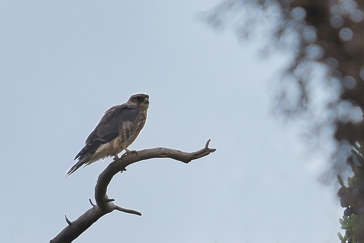 灰背隼 - ML644100052