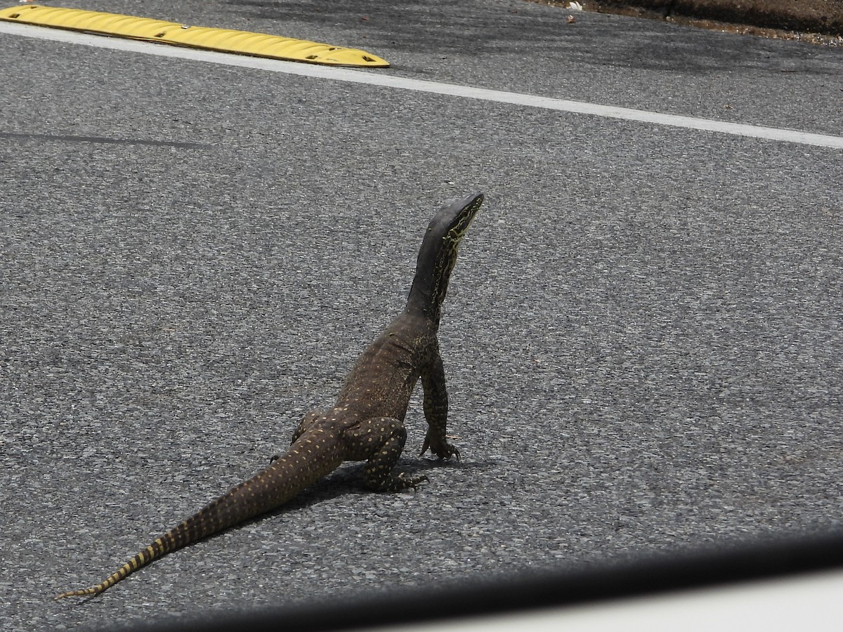 Yellow-spotted Monitor - ML644100060
