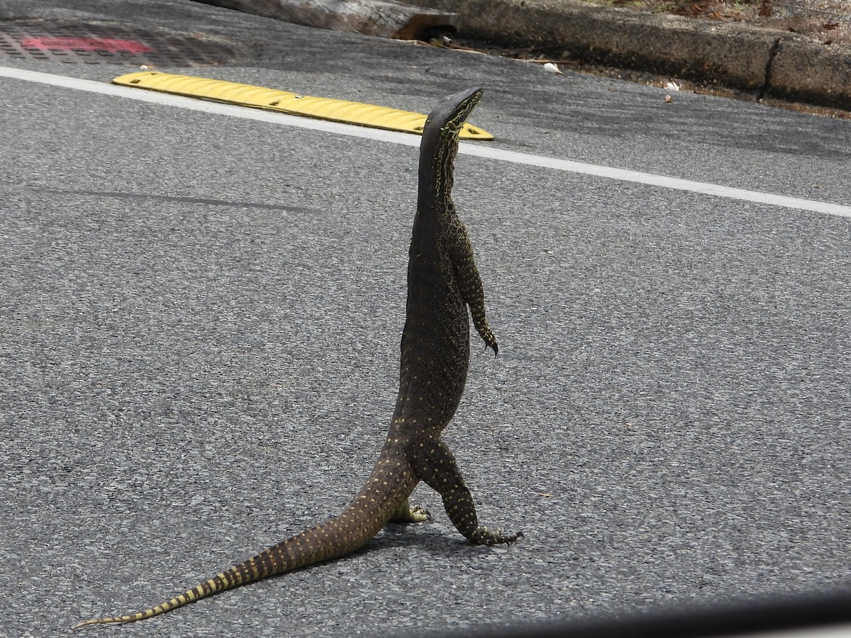 Yellow-spotted Monitor - ML644100061