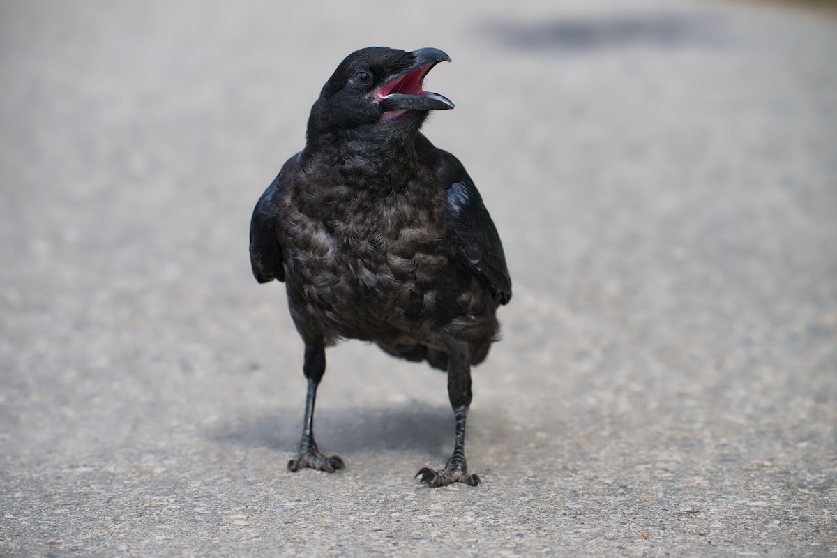 Common Raven - ML644100064