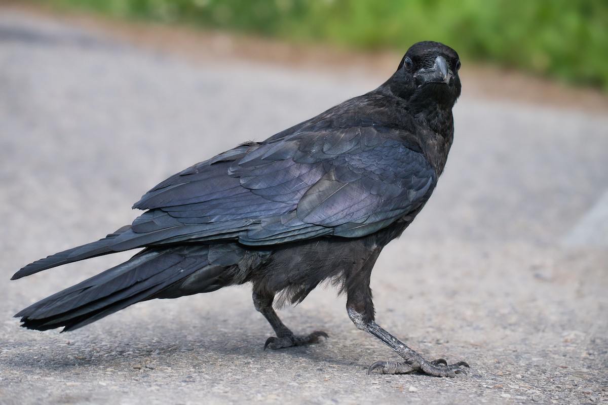 Common Raven - ML644100065