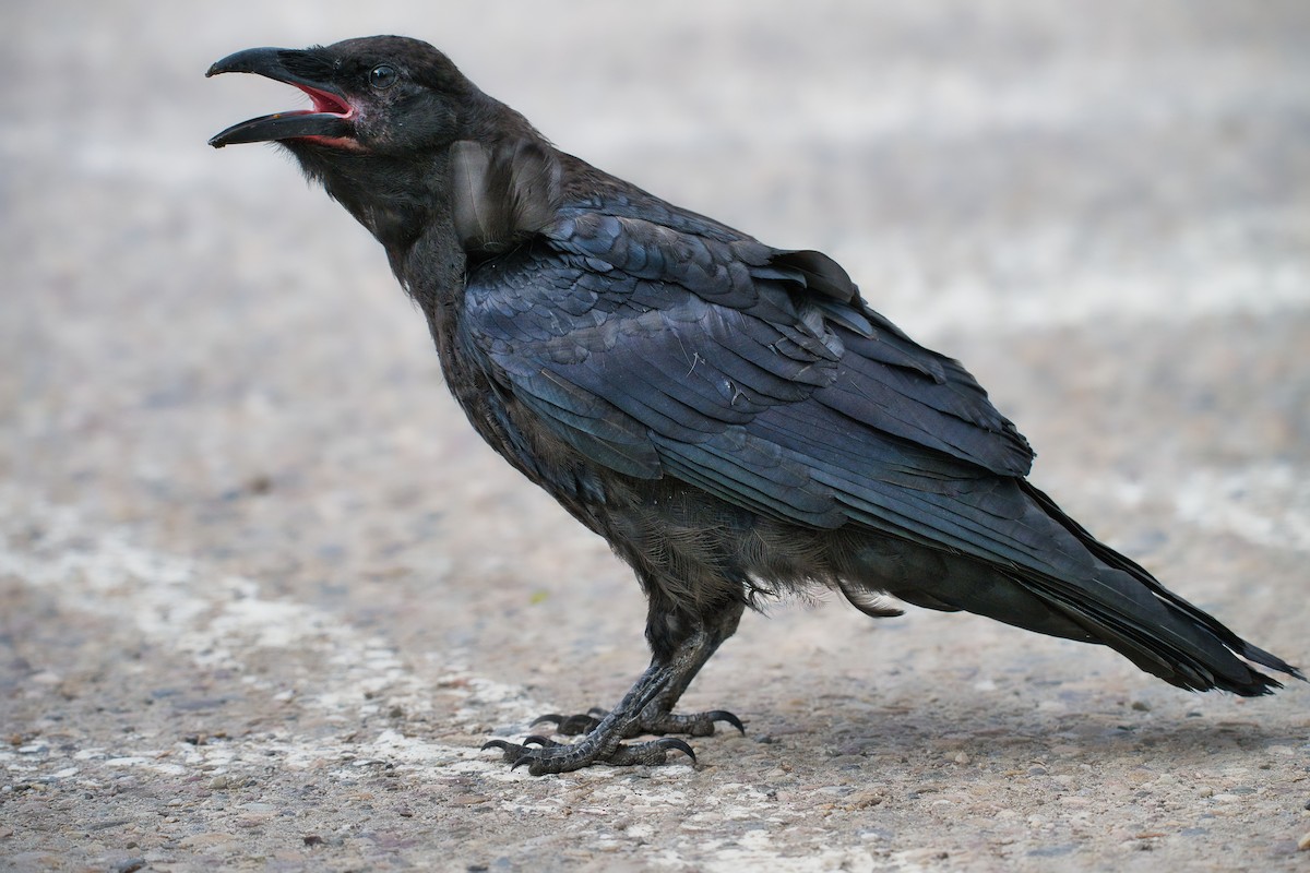 Common Raven - ML644100067