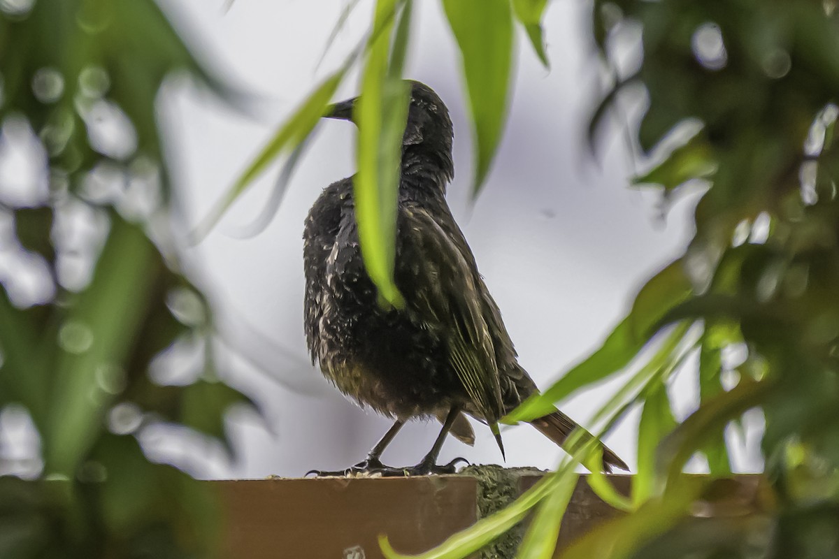 gulvingetrupial - ML644100079