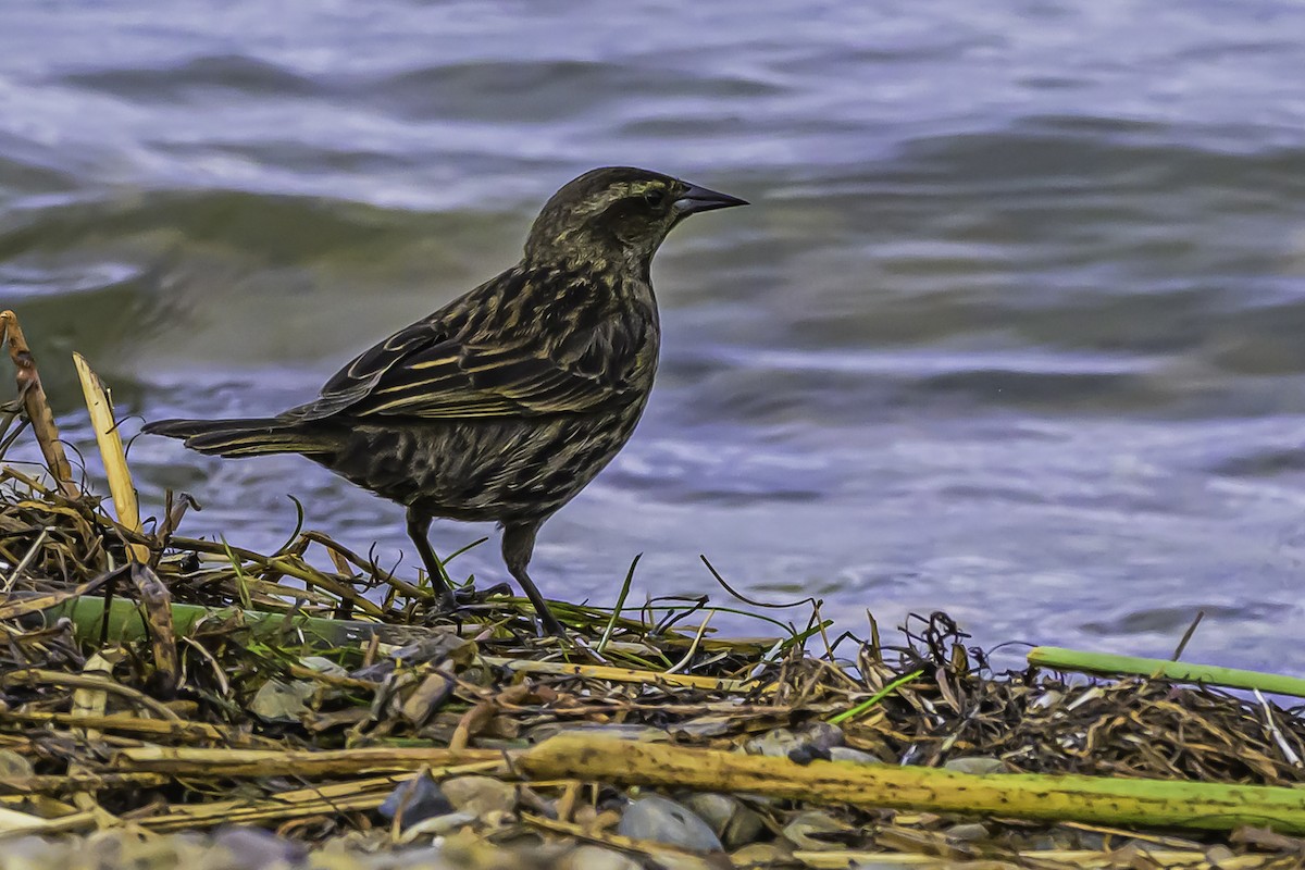 gulvingetrupial - ML644100080