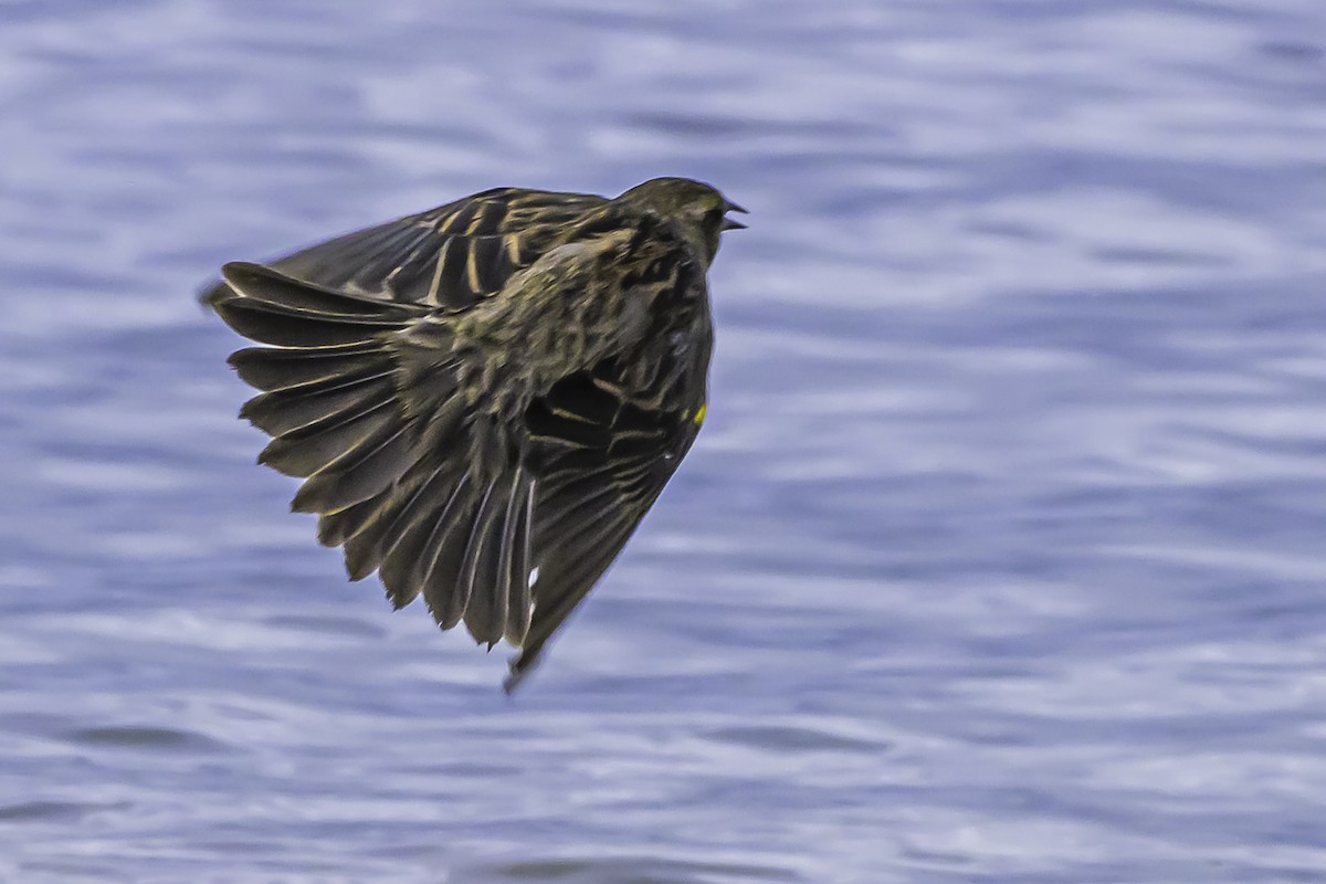 gulvingetrupial - ML644100081