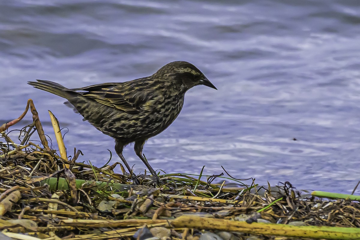 gulvingetrupial - ML644100082