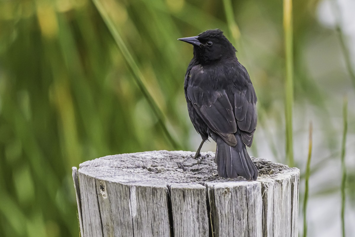 gulvingetrupial - ML644100083