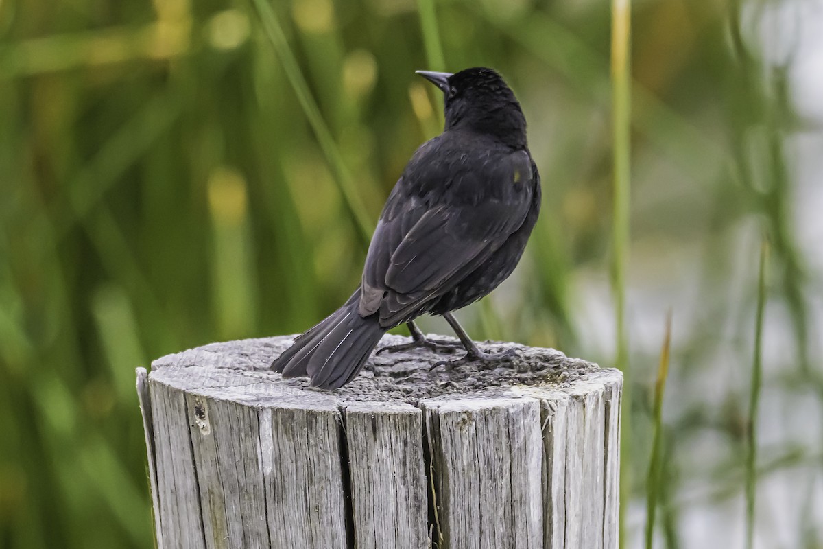 gulvingetrupial - ML644100084