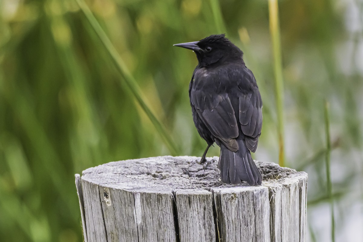 gulvingetrupial - ML644100085