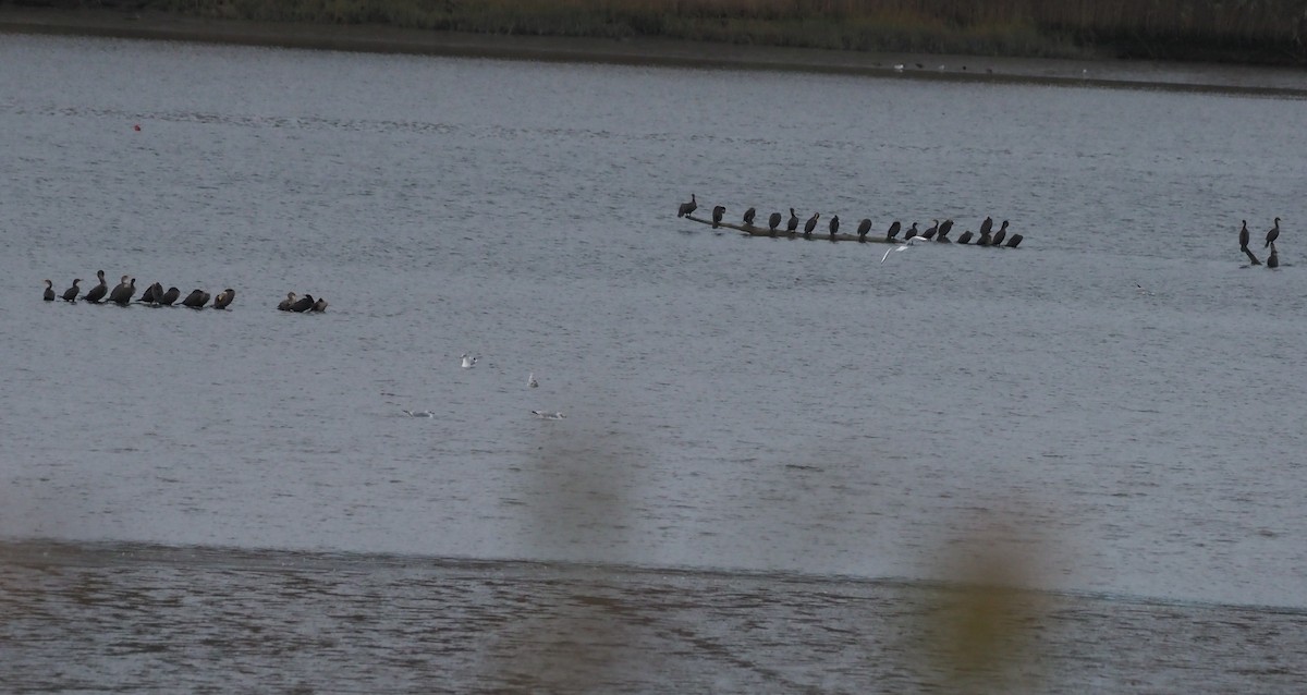 Double-crested Cormorant - ML644100095