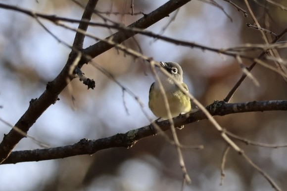Blue-headed Vireo - ML644100104