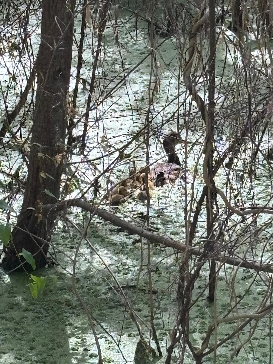 Rosy-billed Pochard - ML644100115