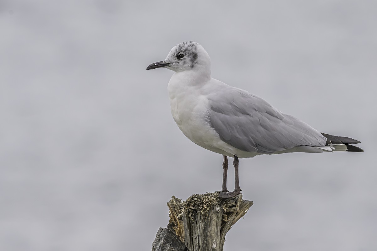Andean Gull - ML644100130