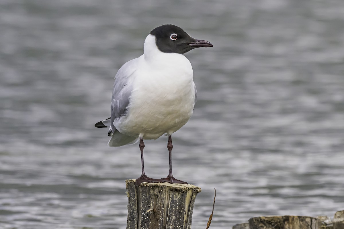 Andean Gull - ML644100131