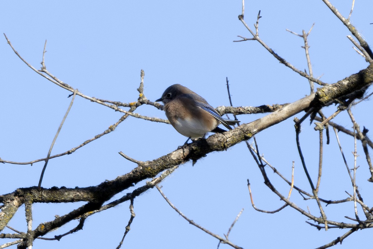 Eastern Bluebird - ML644100147