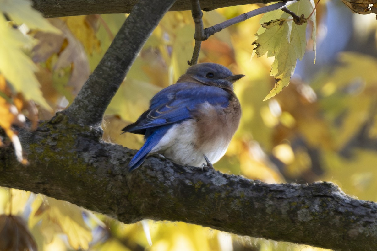 Eastern Bluebird - ML644100148