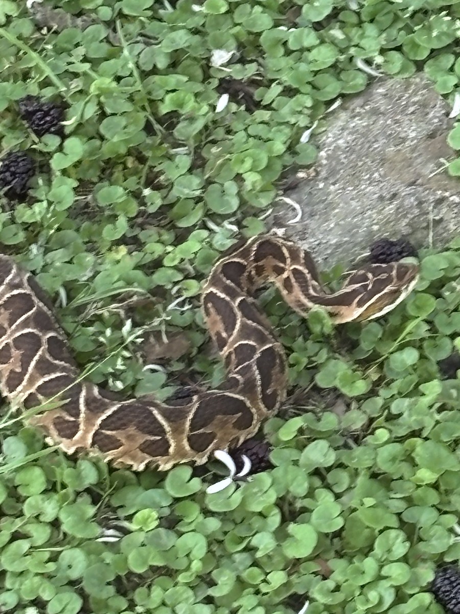 Urutu Lancehead - ML644100149