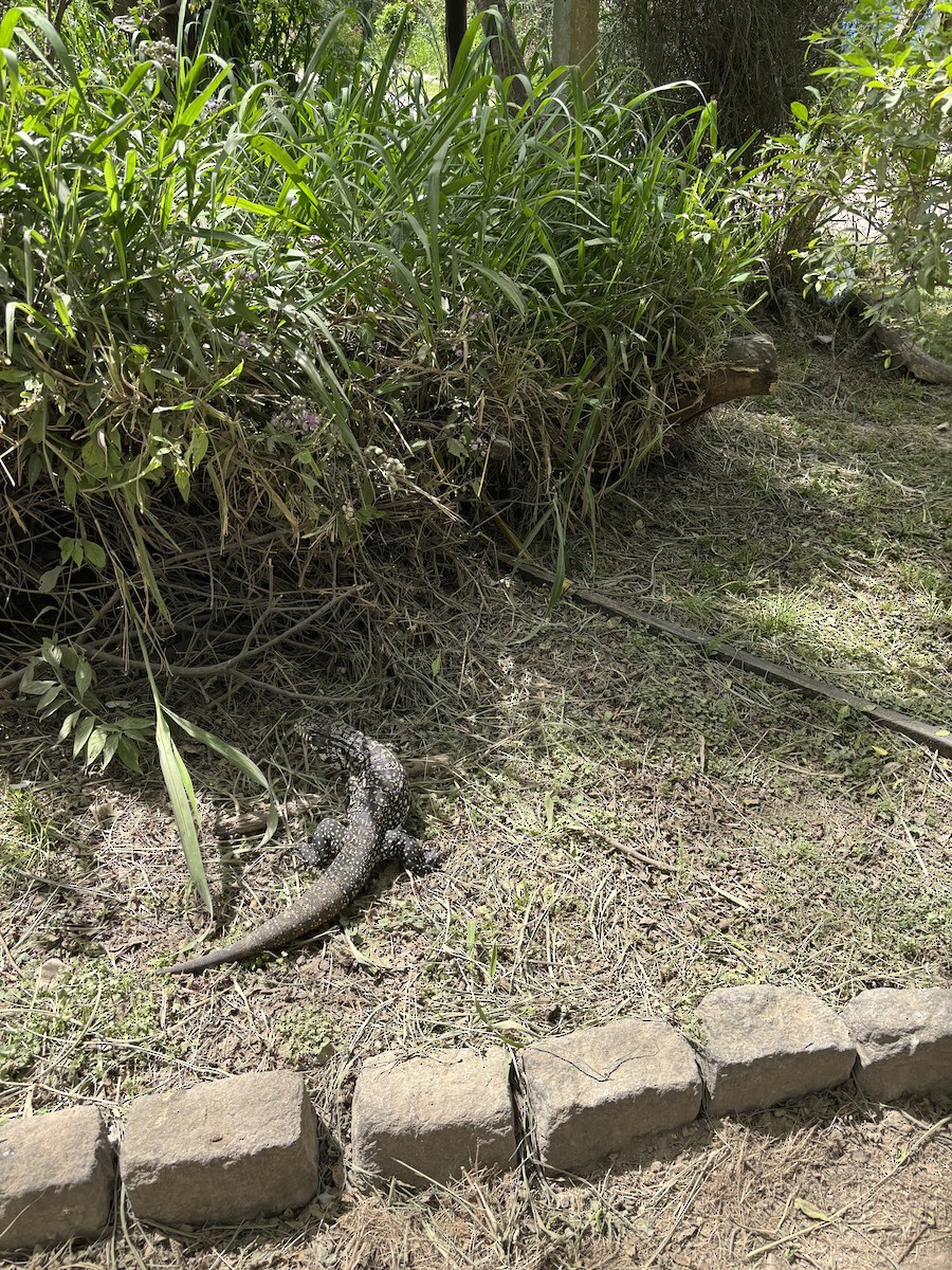 Argentine Black-and-white Tegu - ML644100150