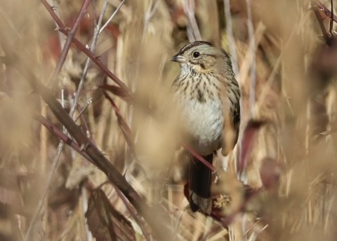 Lincoln's Sparrow - ML644100165
