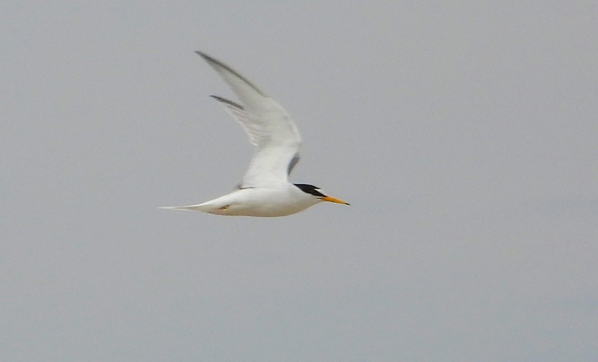 Little Tern - ML644100196