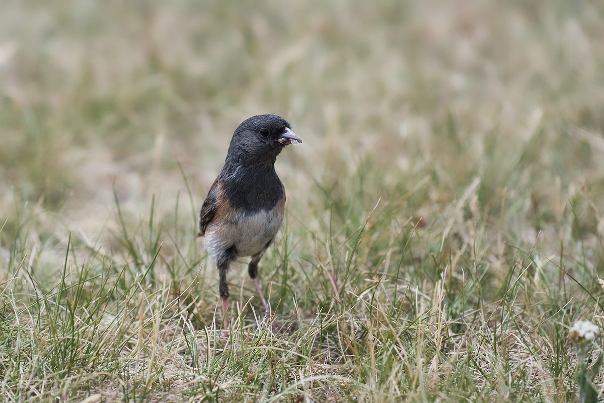 Dark-eyed Junco - ML644100208