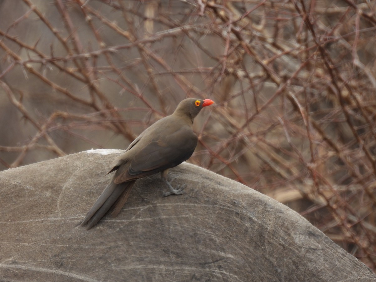 Red-billed Oxpecker - ML644100229