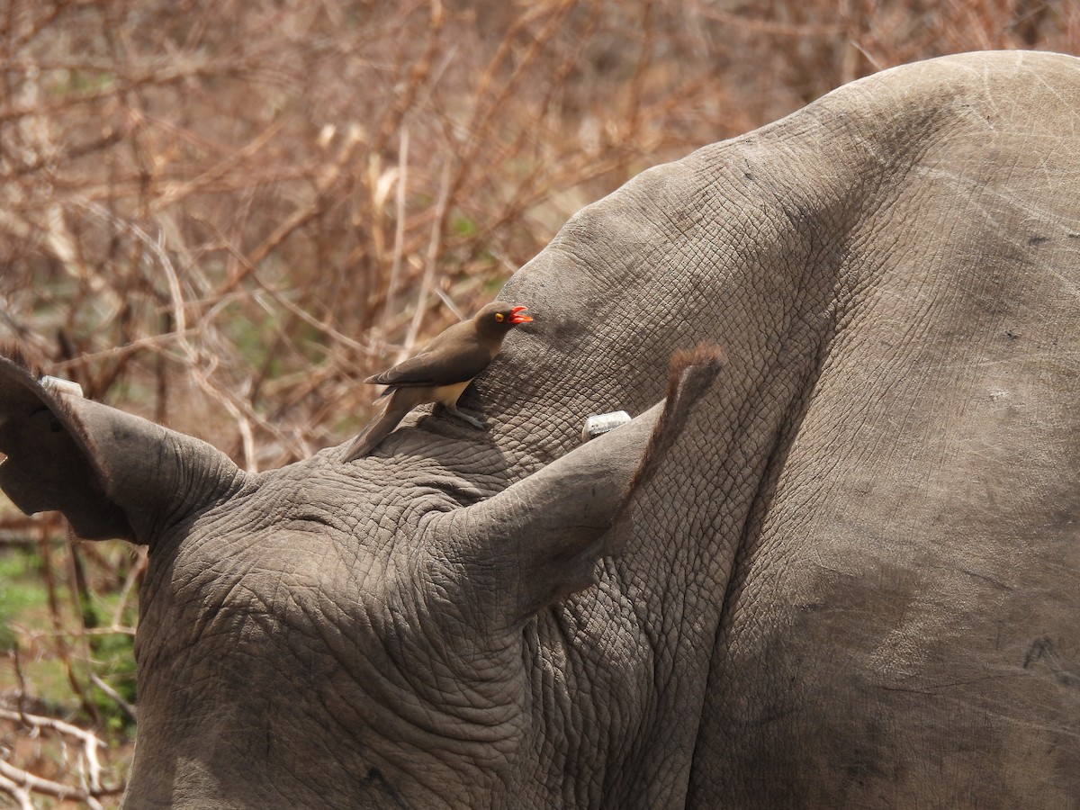 Red-billed Oxpecker - ML644100230