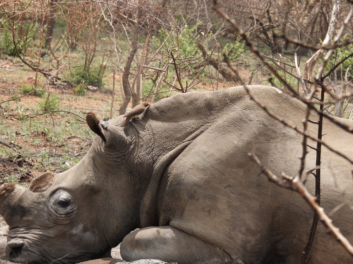 Red-billed Oxpecker - ML644100231