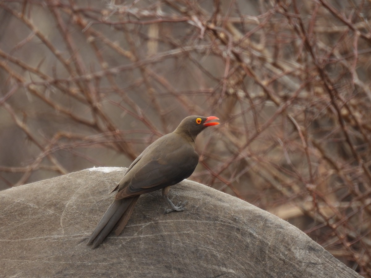 Red-billed Oxpecker - ML644100232